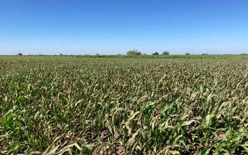 Daños en más de mil hectáreas de maíz por las heladas; adverso panorama para los agricultores, advierten especialistas